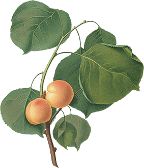 fruit What Sets Us Apart
